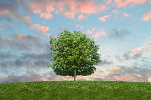 Detail Tree Images Free Download Nomer 12