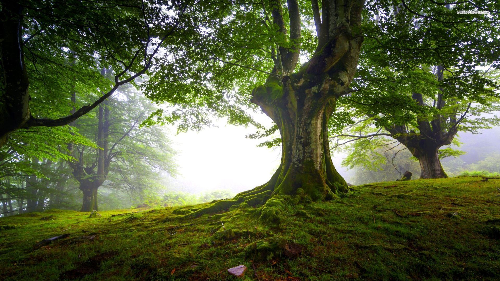 Detail Tree Images Free Download Nomer 13