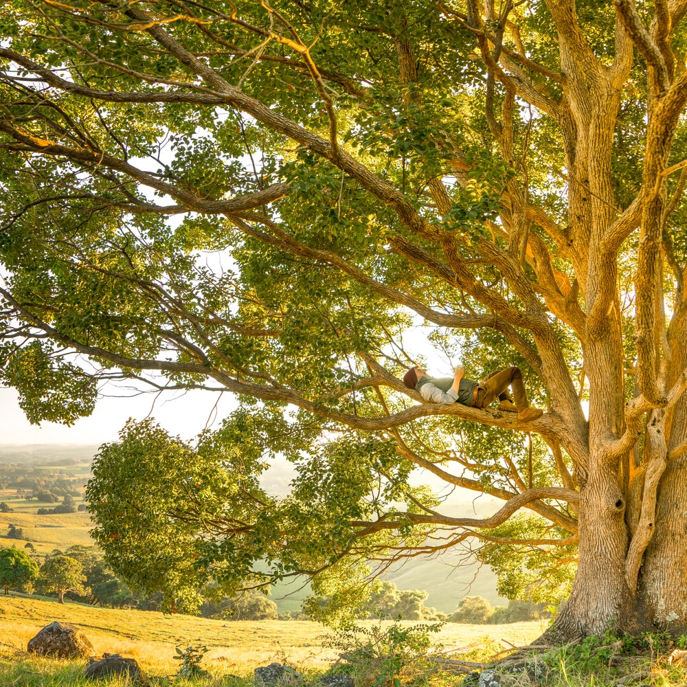 Detail Tree Images Free Download Nomer 17