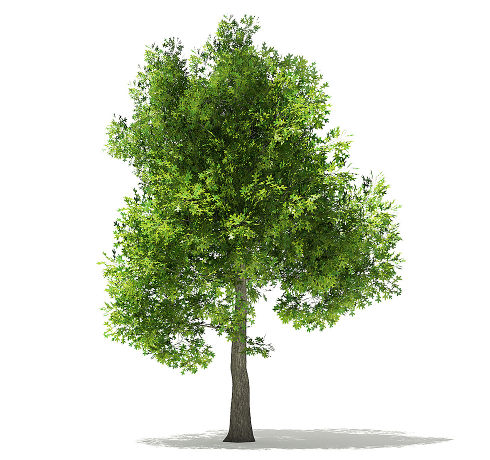 Detail Tree Images Free Download Nomer 19