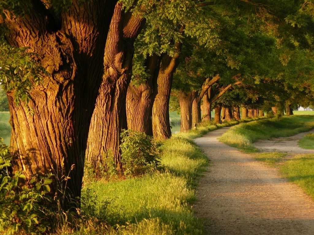 Detail Tree Images Free Download Nomer 20