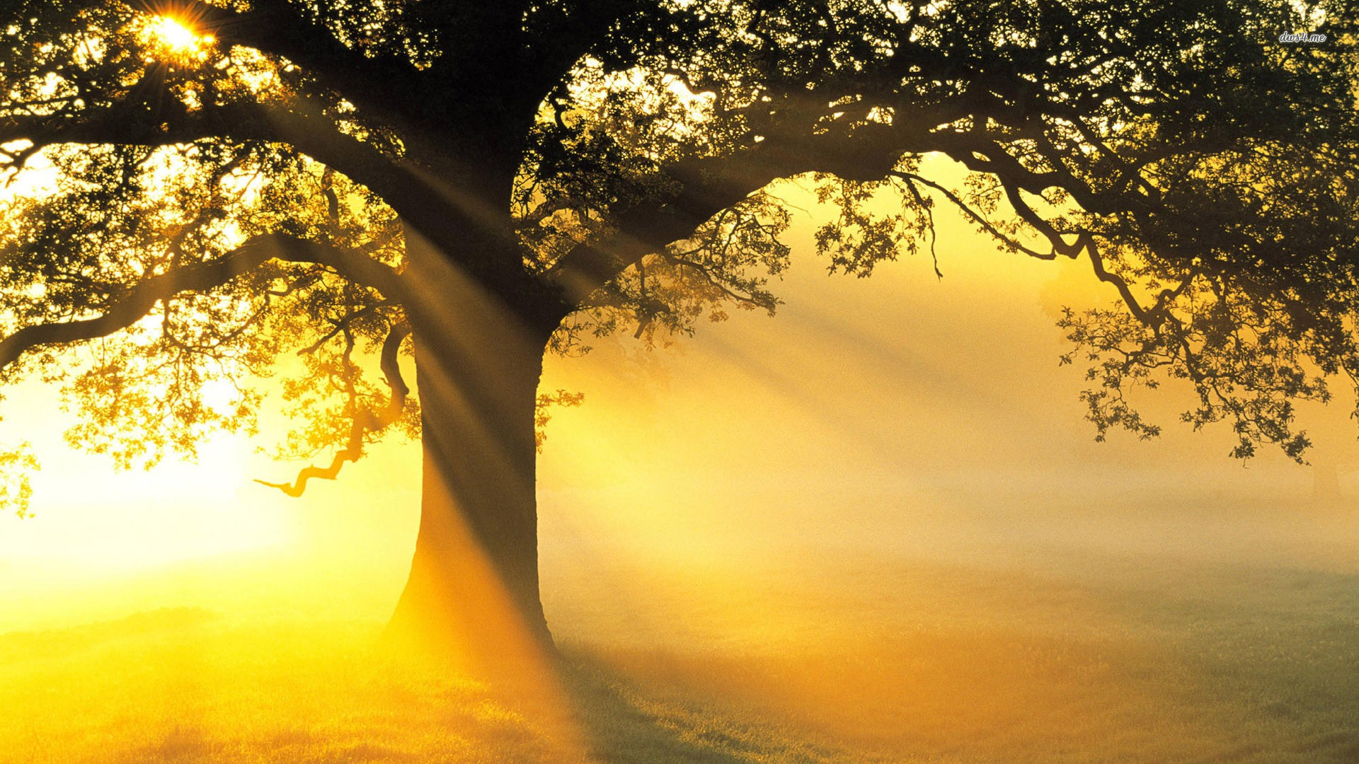 Detail Tree Images Free Download Nomer 22