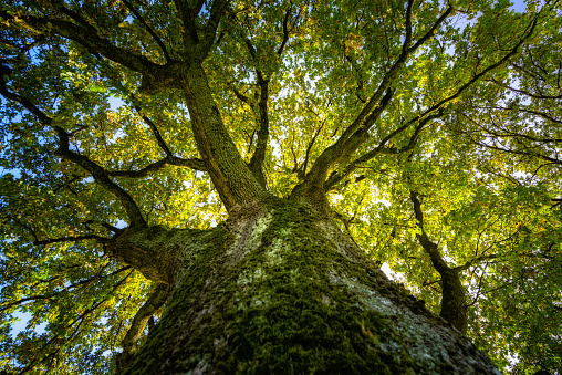 Detail Tree Images Free Download Nomer 27