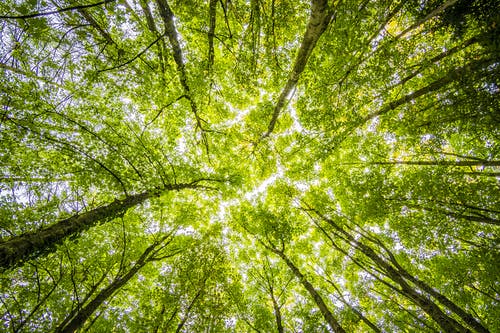 Detail Tree Images Free Download Nomer 4