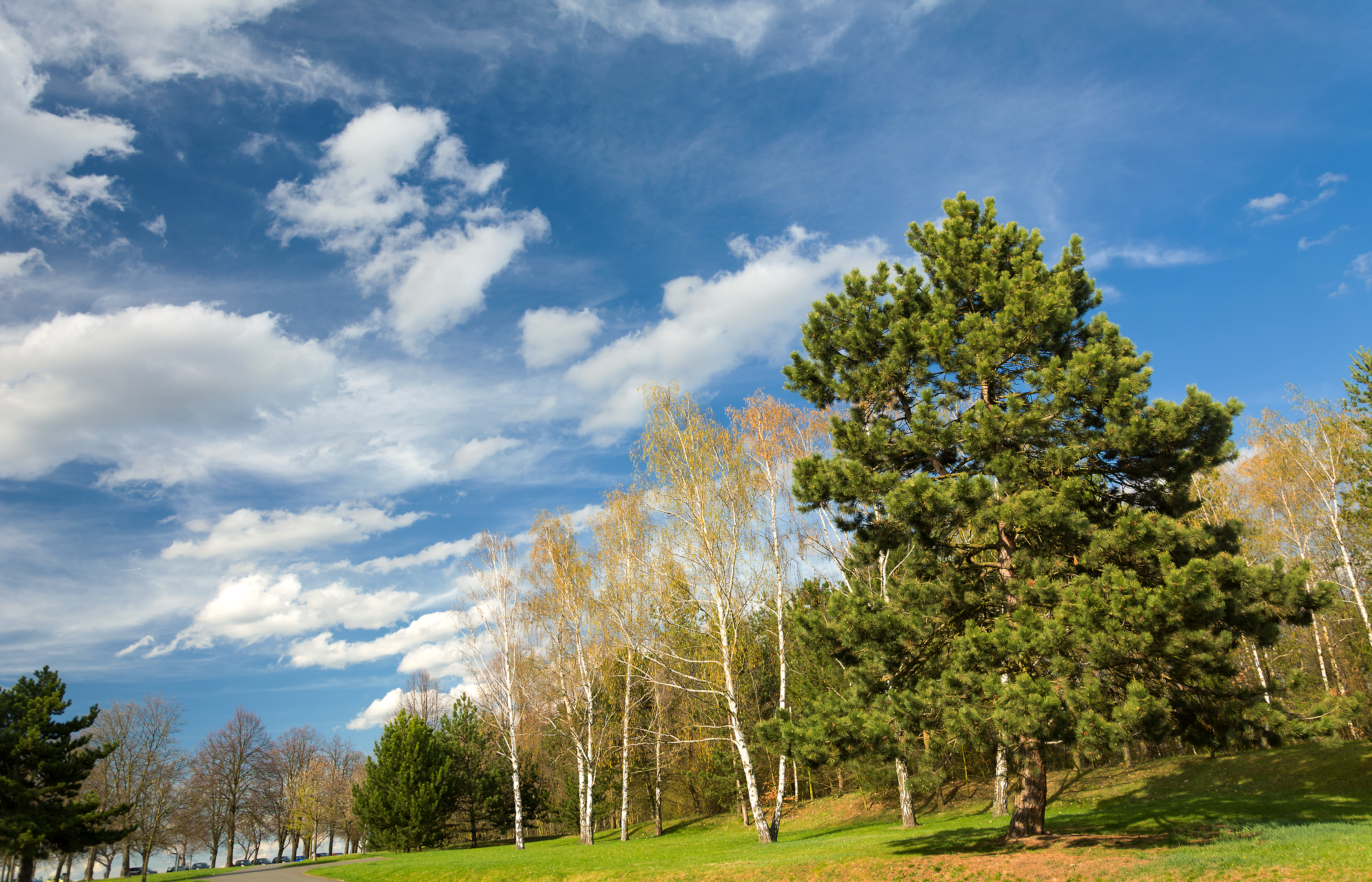 Detail Tree Images Free Download Nomer 28