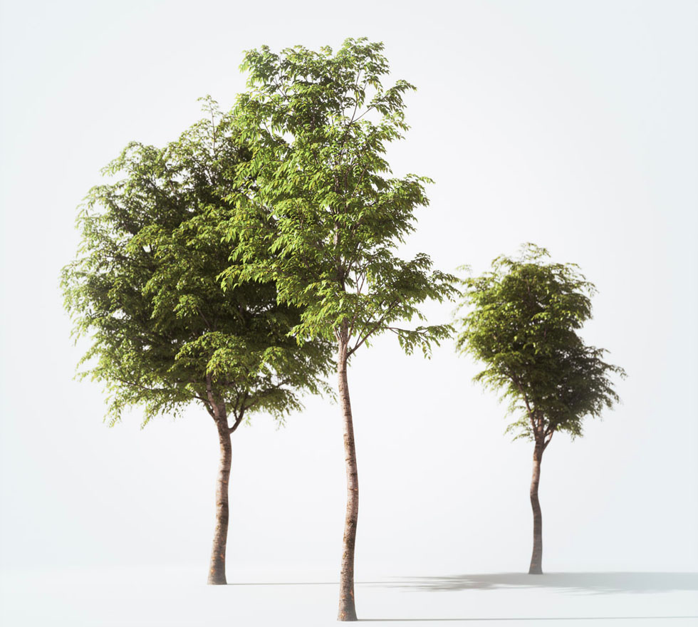 Detail Tree Images Free Download Nomer 29