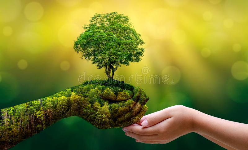 Detail Tree Images Free Download Nomer 5