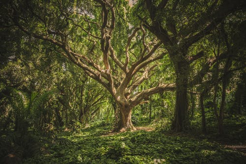 Detail Tree Images Free Download Nomer 32