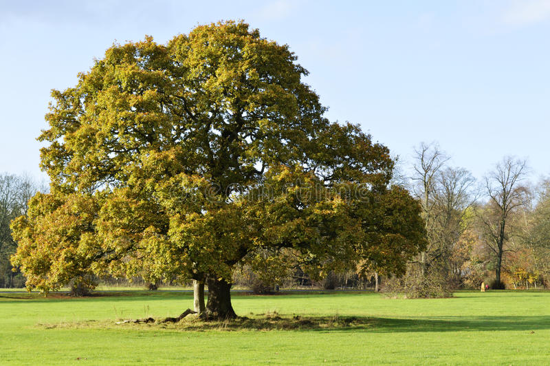 Detail Tree Images Free Download Nomer 33