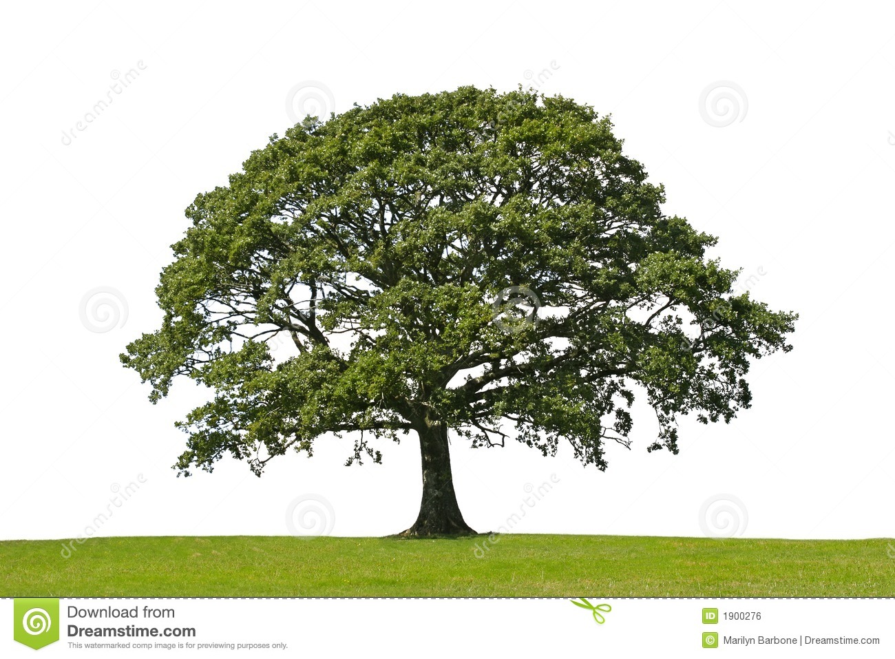 Detail Tree Images Free Download Nomer 34