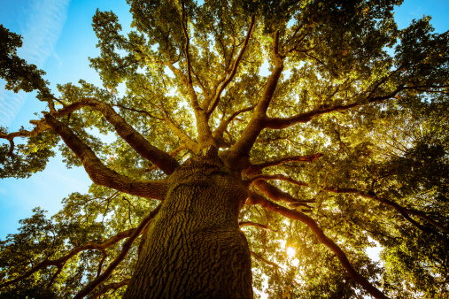 Detail Tree Images Free Download Nomer 35