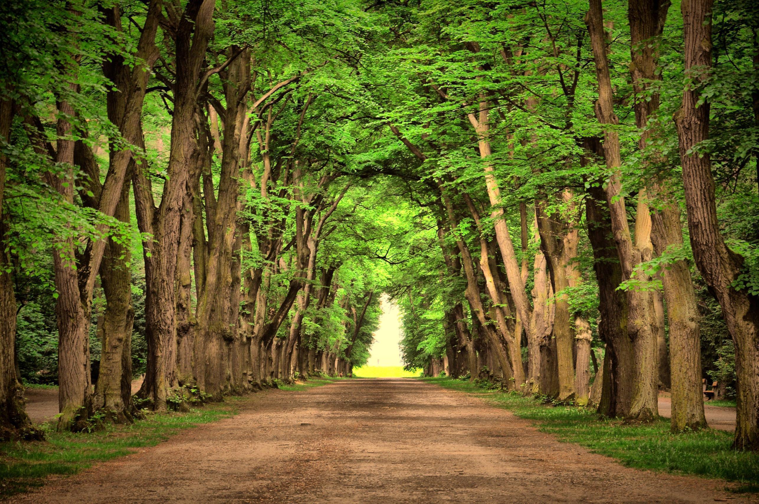 Detail Tree Images Free Download Nomer 37