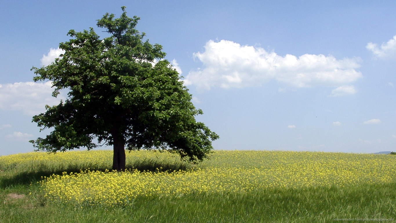 Detail Tree Images Free Download Nomer 41