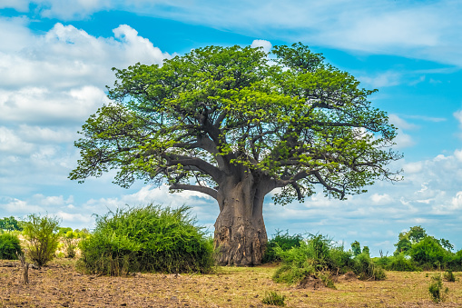 Detail Tree Images Free Download Nomer 42