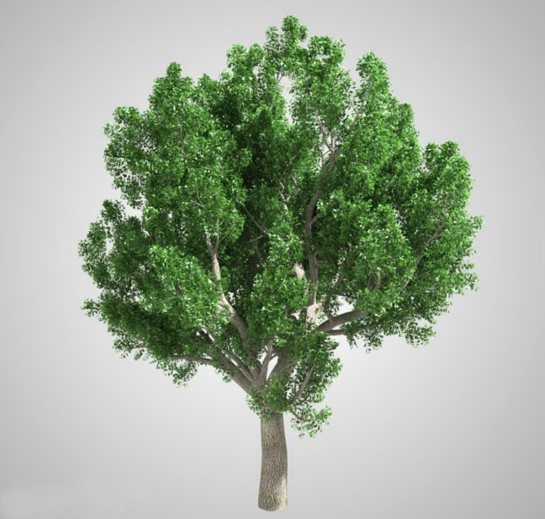 Detail Tree Images Free Download Nomer 45