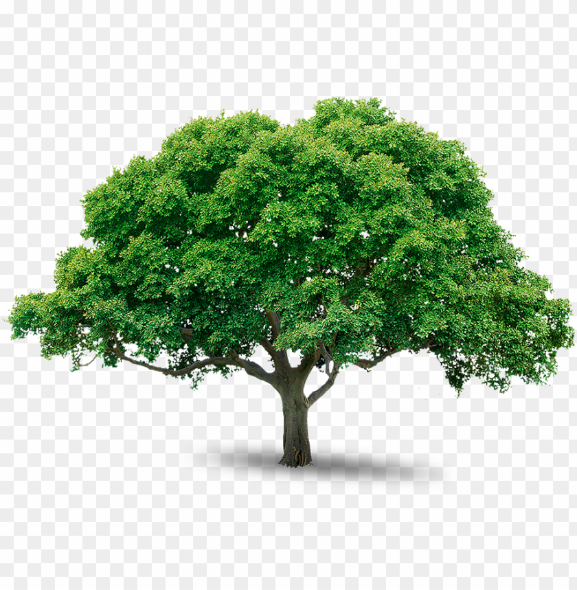 Detail Tree Images Free Download Nomer 7