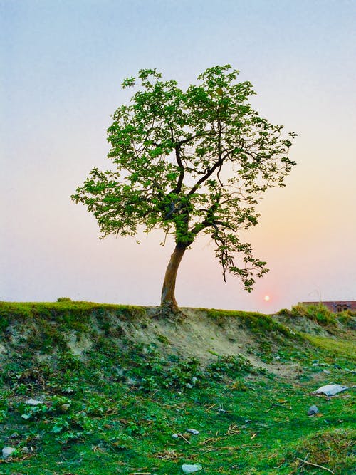 Detail Tree Images Free Download Nomer 8