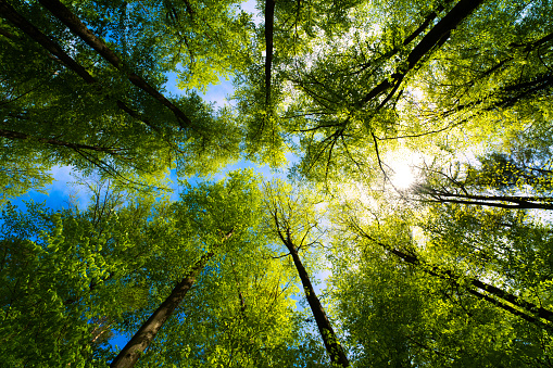 Detail Tree Images Free Download Nomer 9