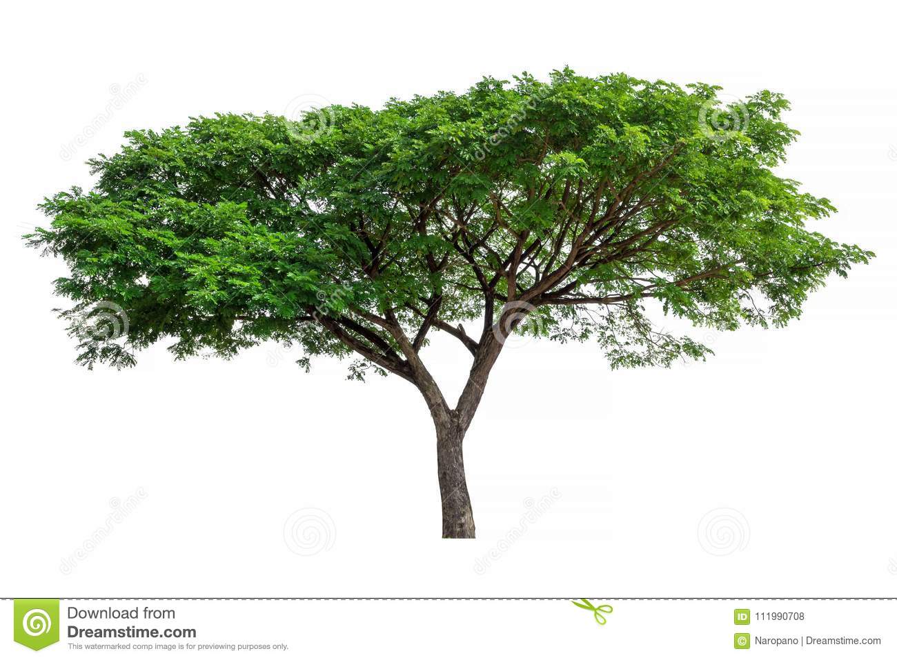 Tree Jpg - KibrisPDR