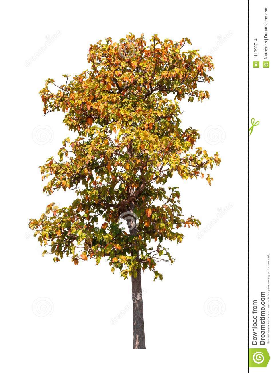 Download Tree Jpg Nomer 7