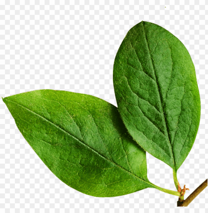Detail Tree Leaf Png Nomer 13