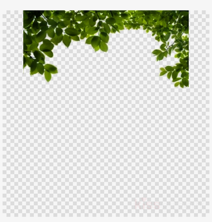 Detail Tree Leaf Png Nomer 14