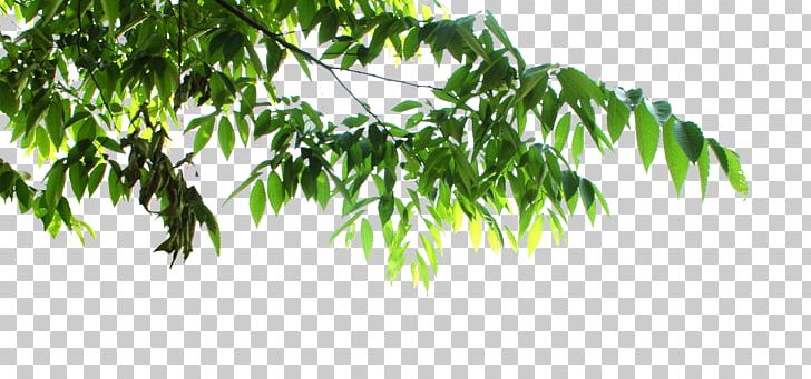 Detail Tree Leaf Png Nomer 2