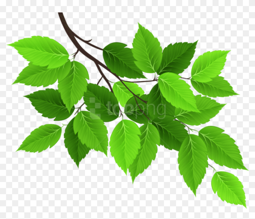 Detail Tree Leaf Png Nomer 17