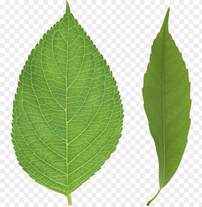 Detail Tree Leaf Png Nomer 20