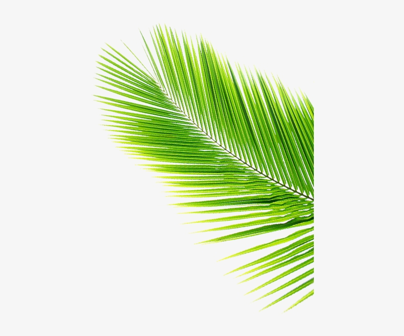 Detail Tree Leaf Png Nomer 35