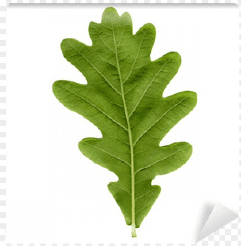 Detail Tree Leaf Png Nomer 45