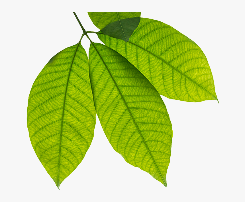 Detail Tree Leaf Png Nomer 49