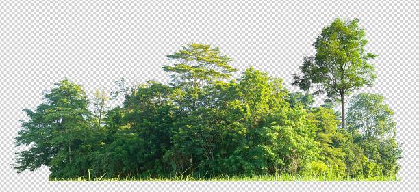 Detail Tree Line Png Nomer 25