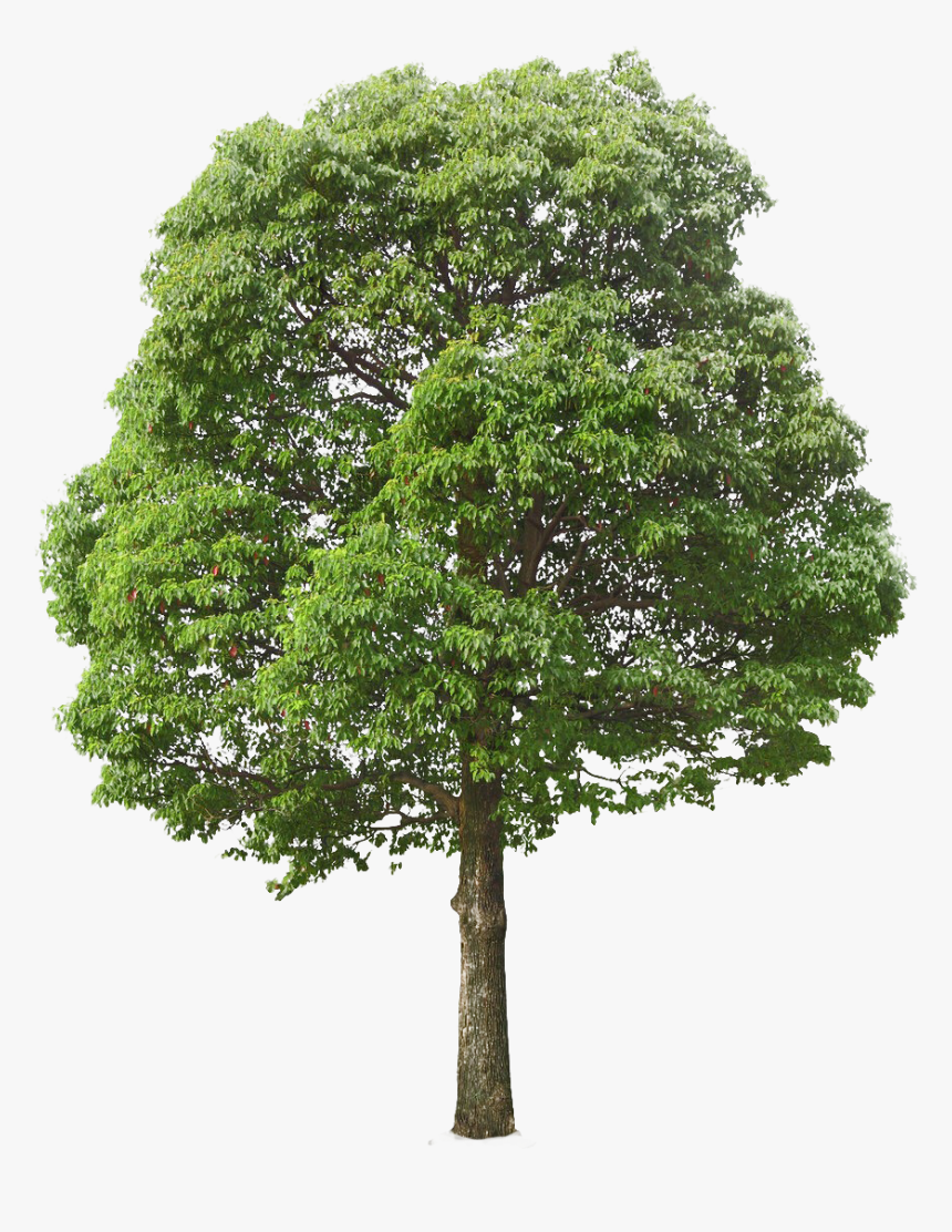Detail Tree Ong Nomer 15