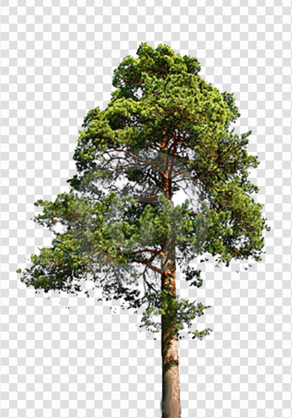 Detail Tree Ong Nomer 25