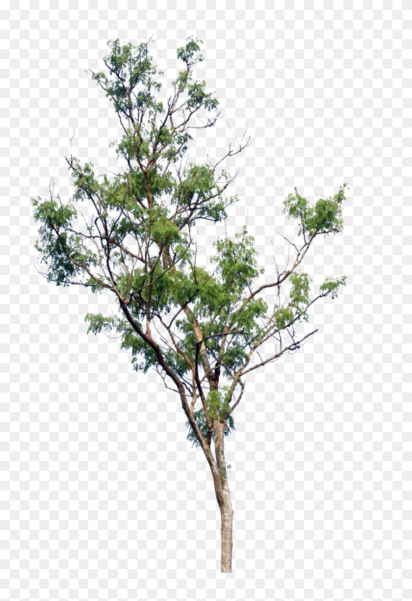 Detail Tree Ong Nomer 31