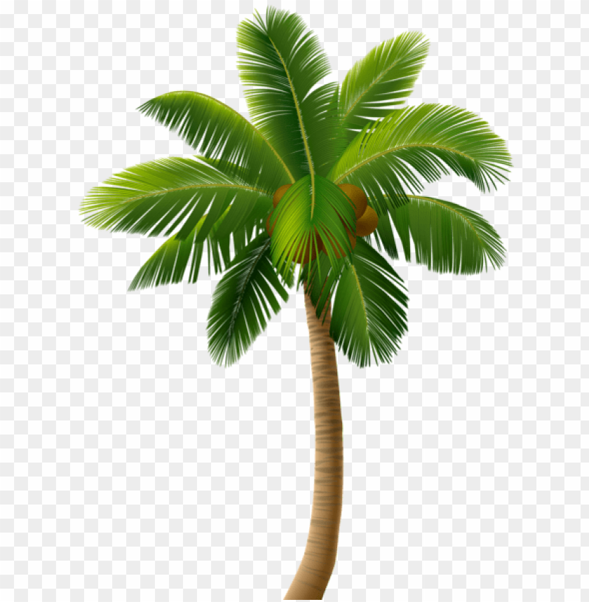 Detail Tree Palm Png Nomer 11