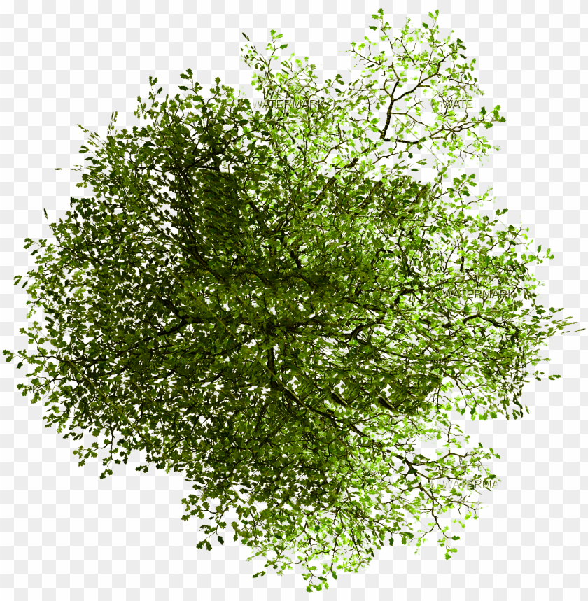 Tree Plan Png - KibrisPDR