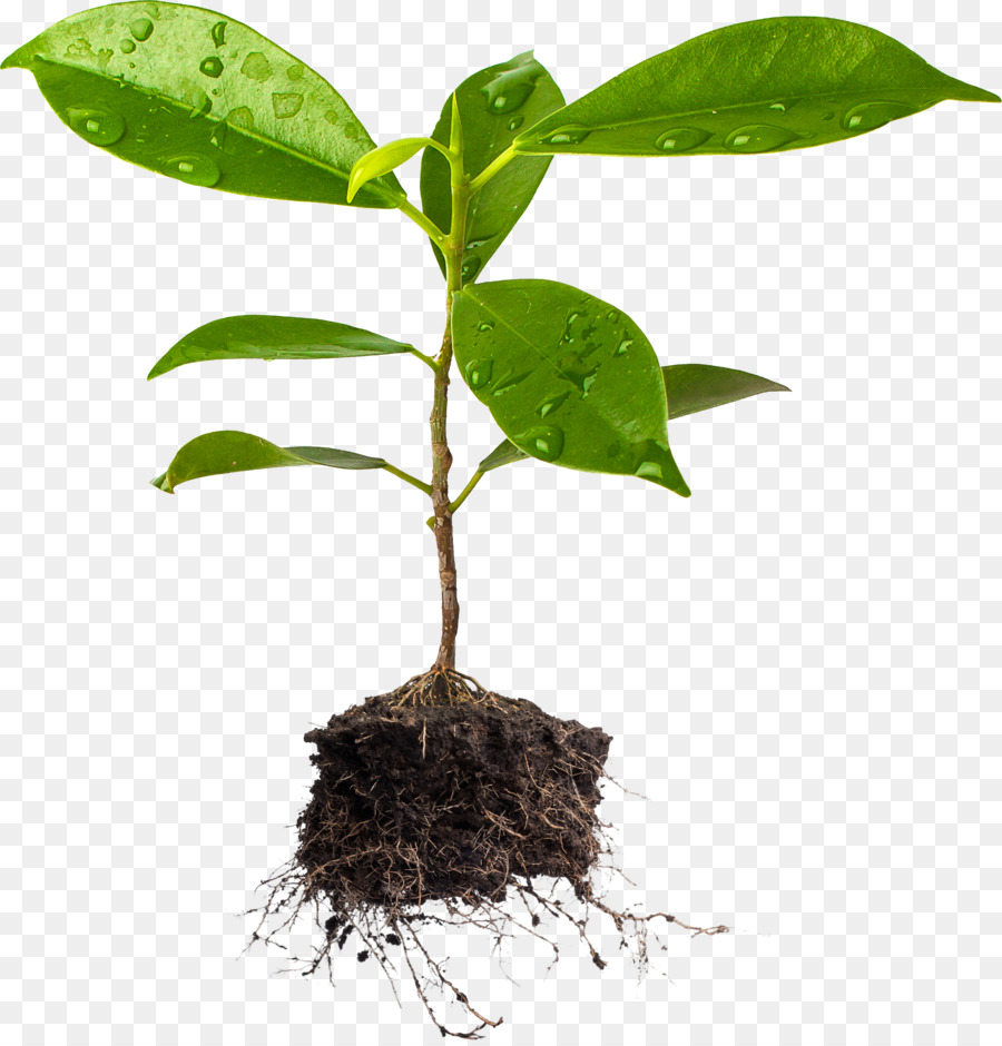 Detail Tree Plant Png Nomer 18