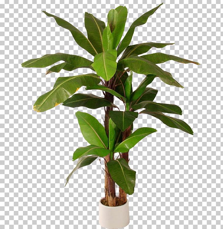 Detail Tree Plant Png Nomer 21