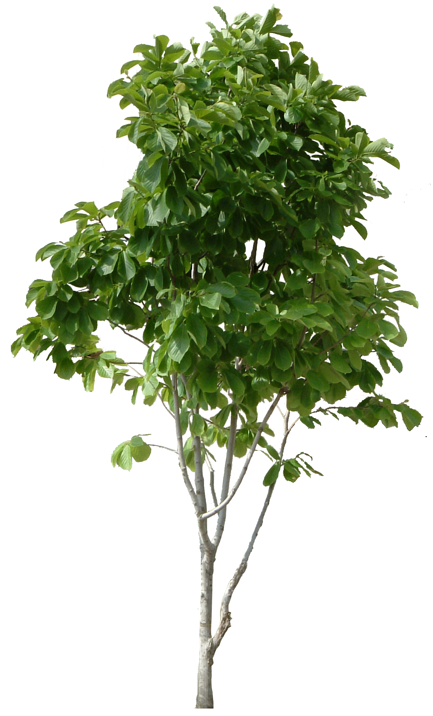 Detail Tree Plant Png Nomer 4