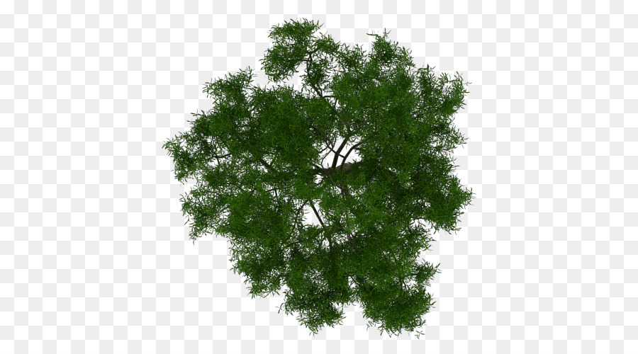 Detail Tree Plant Png Nomer 29