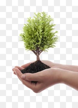 Detail Tree Plant Png Nomer 6