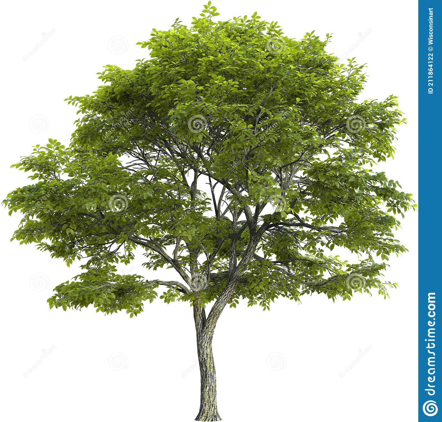 Detail Tree Png Nomer 13