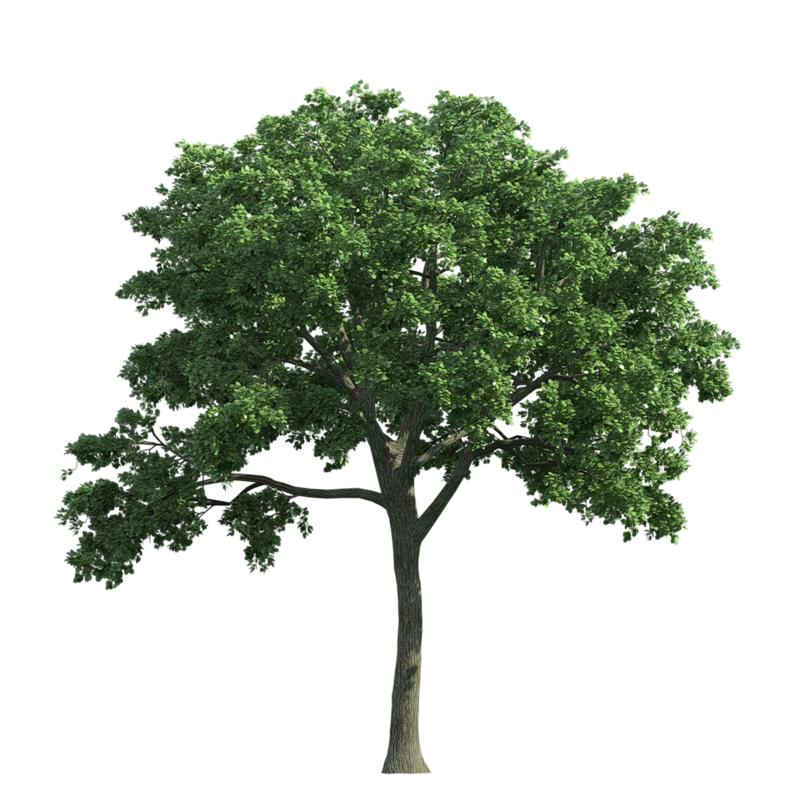 Detail Tree Png Nomer 20