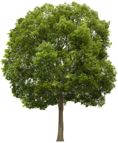 Detail Tree Png Nomer 4