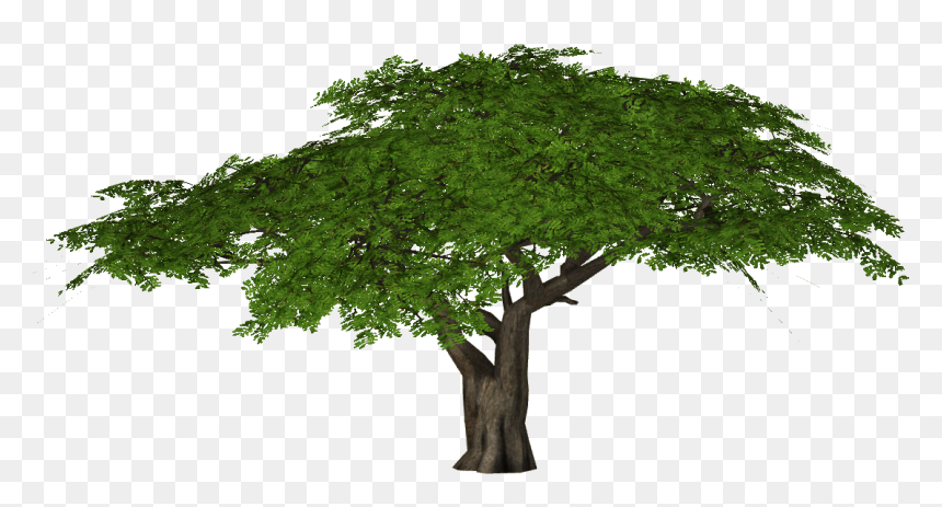 Detail Tree Png Nomer 47