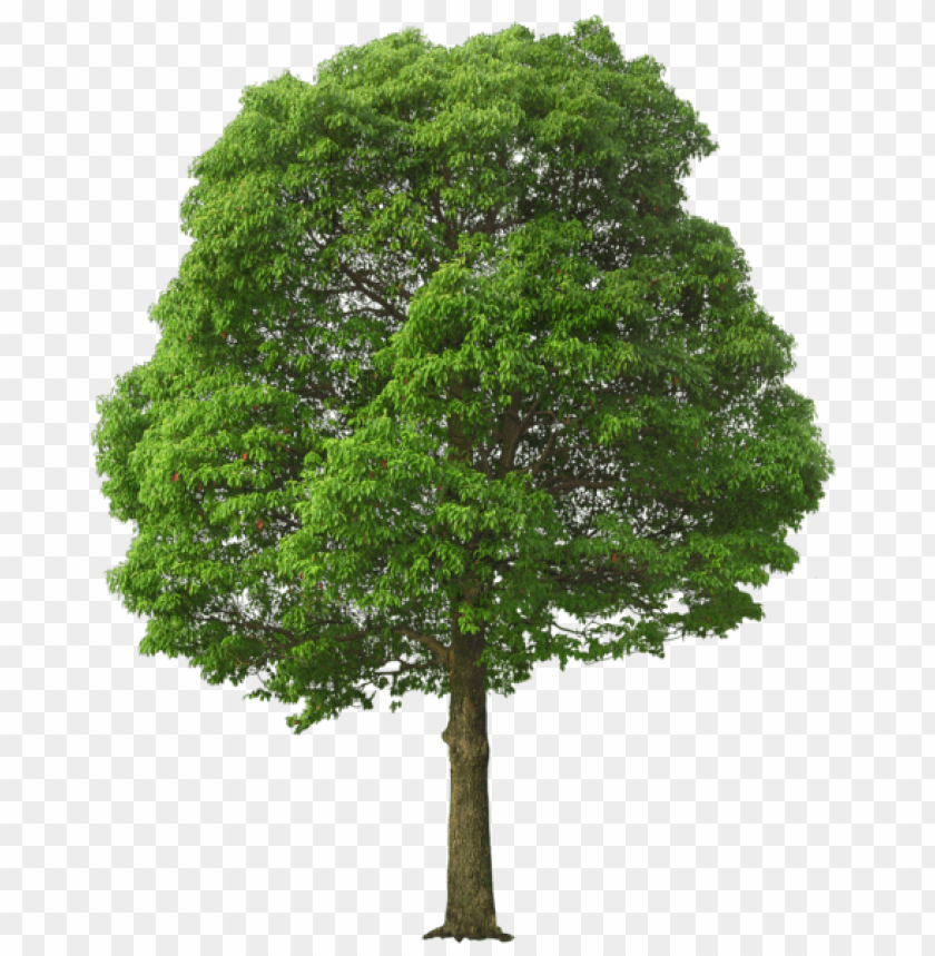Detail Tree Png File Nomer 11