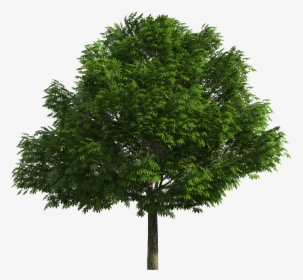 Detail Tree Png File Nomer 16