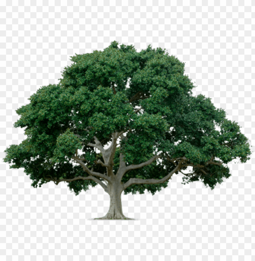 Detail Tree Png File Nomer 17